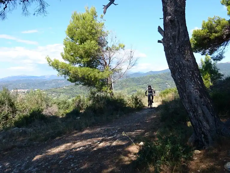 Ciclista in mountain bike su un sentiero tra pini e ulivi nell'entroterra di Diano Marina con panorama sulle colline liguri